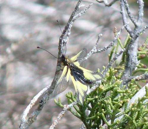 Libelloides coccajus