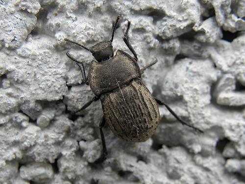 Asida jurinei