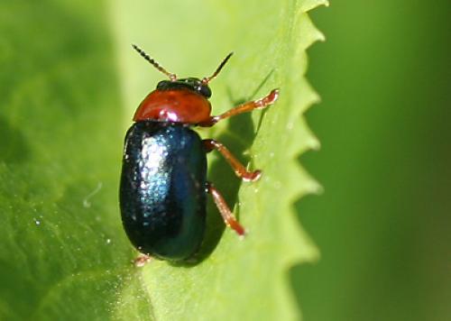 Smaragdina salicina