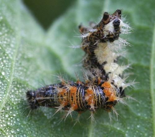 Polygonia c-album