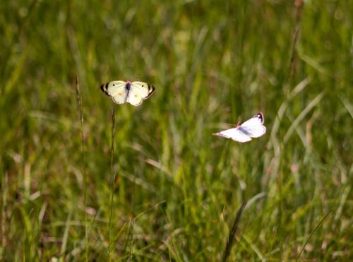 Colias alfacariensis
