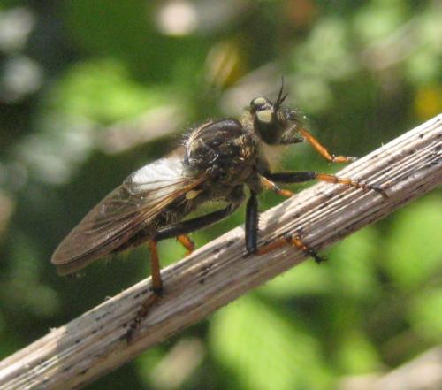 Pamponerus germanicus