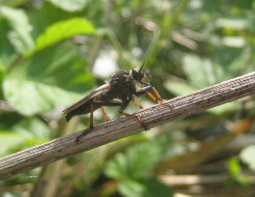 Pamponerus germanicus