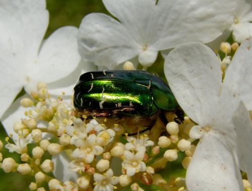 Réf. 69 407 : Cetonia aurata aurata