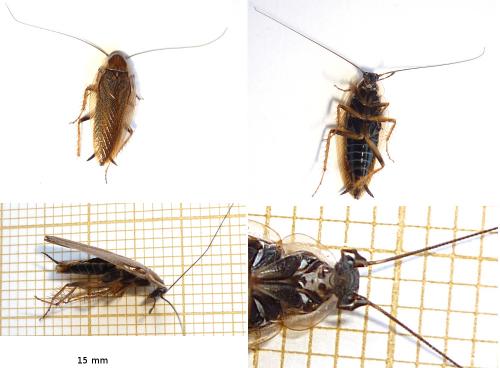 Réf. 69 802 : Ectobius lucidus