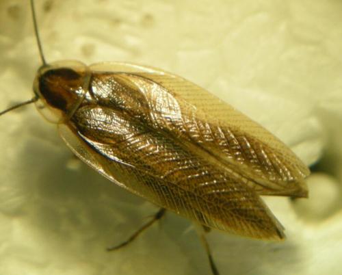 Ectobius lucidus