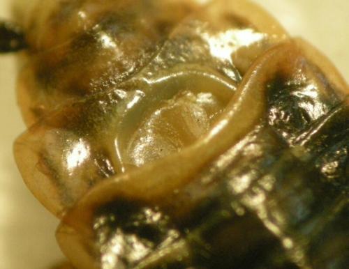 Réf. 69 313 : Ectobius lucidus