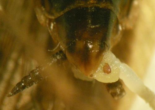 Réf. 69 312 : Ectobius lucidus