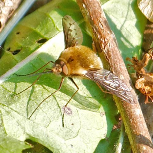 Réf. 69 393 : Bombylius medius