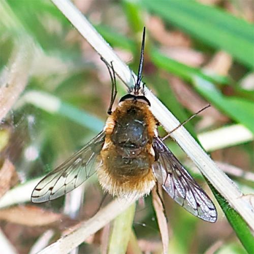 Réf. 69 448 : Bombylius medius