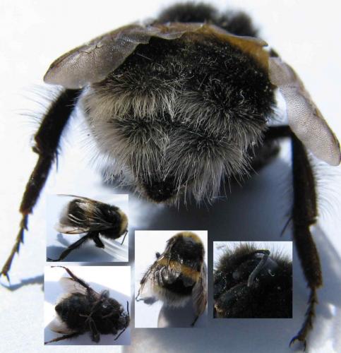 Bombus sp.