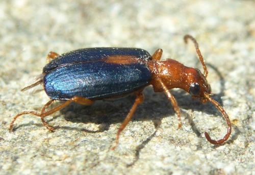 Brachinus sclopeta