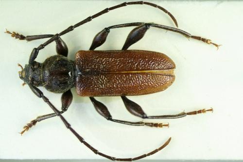 Callidiellum rufipenne