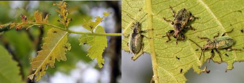 Phyllobius betulinus