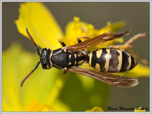 Polistes sp.