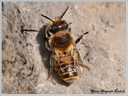 Megachile sp.