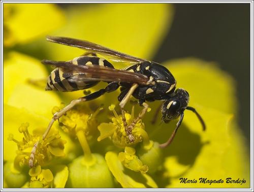 Polistes sp.