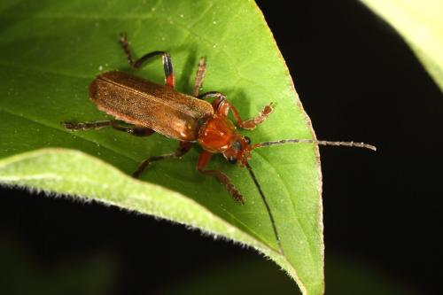 Cantharis livida