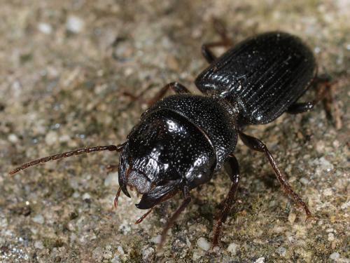 Dixus clypeatus