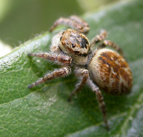 Carrhotus xanthogramma