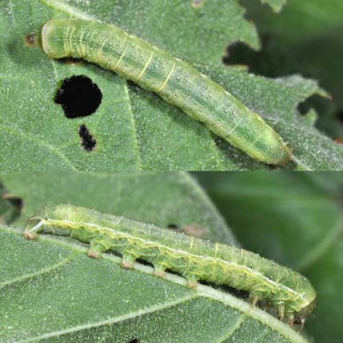 Réf. 69 053 : Agrochola lychnidis