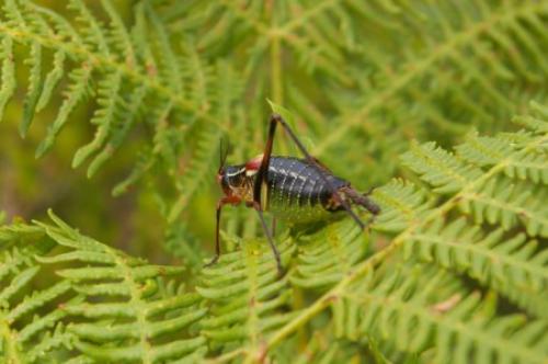 Barbitistes fischeri