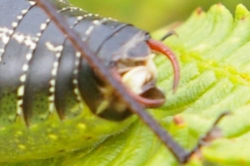Barbitistes fischeri