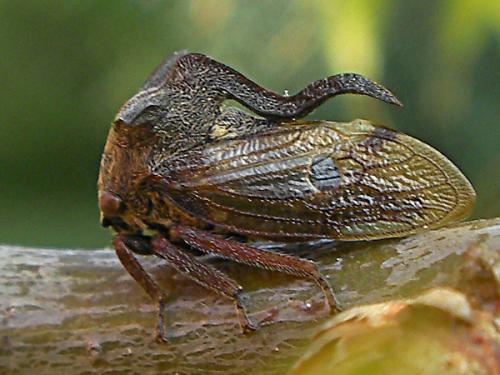 Réf. 69 198 : Centrotus cornutus