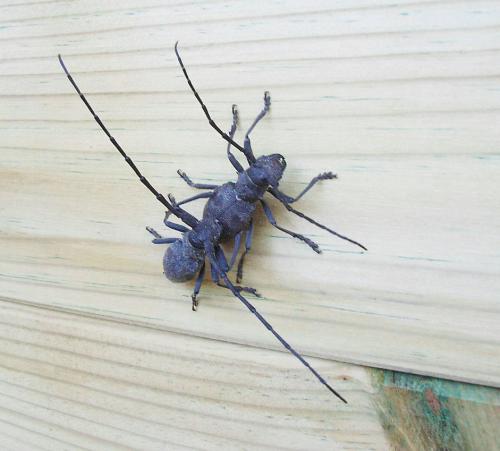 Morimus asper