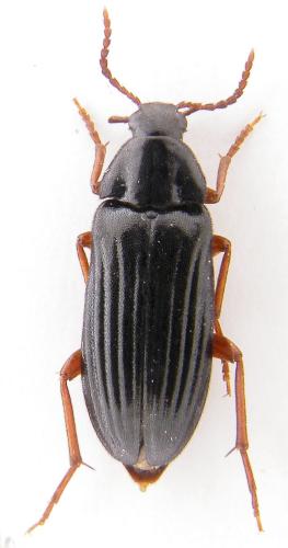 Réf. 69 989 : Melandrya barbata
