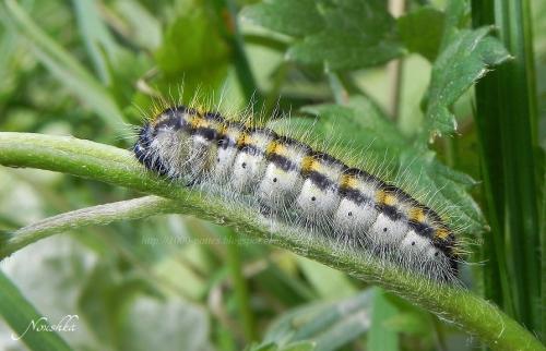 Aporia crataegi