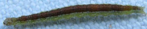 Ypsolopha dentella