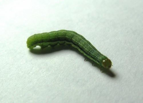 Réf. 69 700 : Orthosia gracilis
