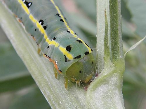 Xylena exsoleta