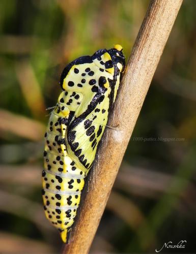 Réf. 69 405 : Aporia crataegi