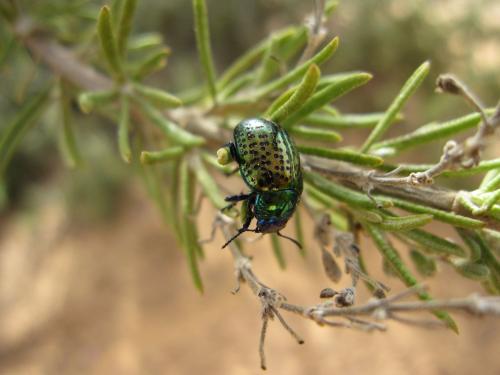 Chrysolina bicolor