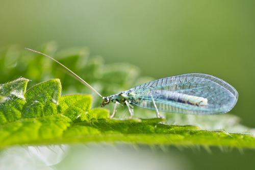 Réf. 69 967 : Chrysopa perla