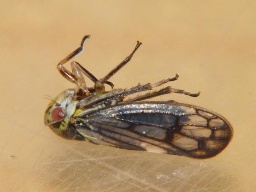 Réf. 69 423 : Oncopsis sp.