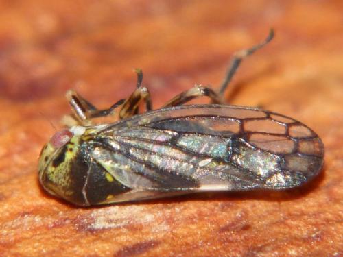 Réf. 69 424 : Oncopsis sp.