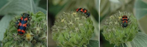 Réf. 69 266 : Trichodes alvearius