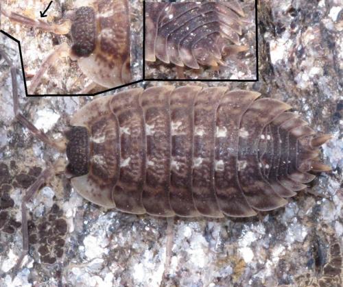 Réf. 69 289 : Porcellio spinicornis