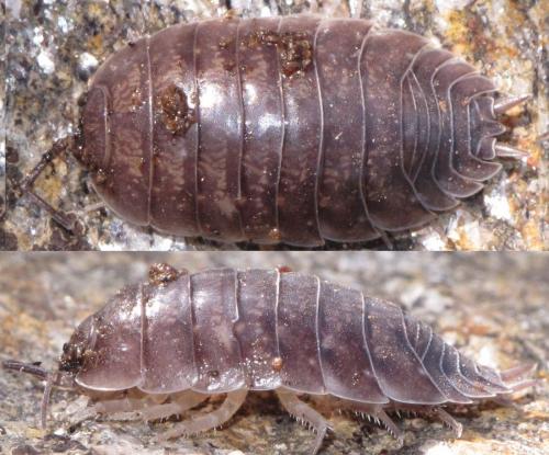 Réf. 69 291 : Porcellio laevis