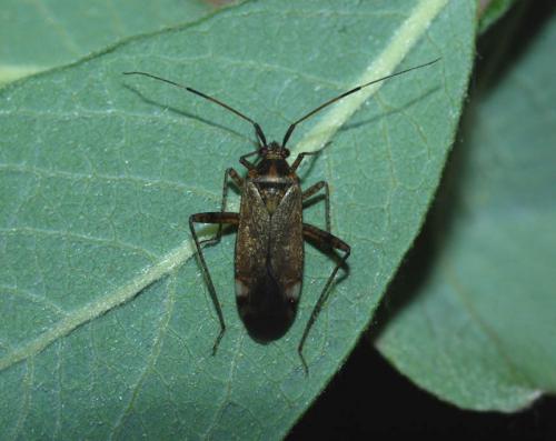 Closterotomus fulvomaculatus