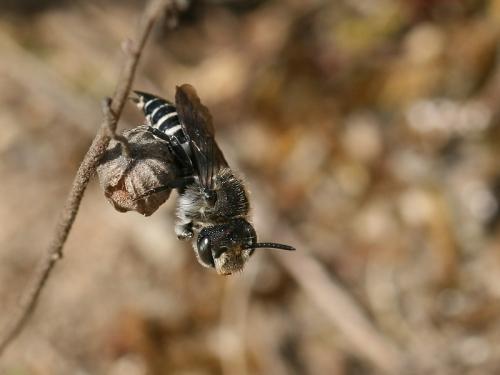 Réf. 69 854 : Coelioxys quadridentata