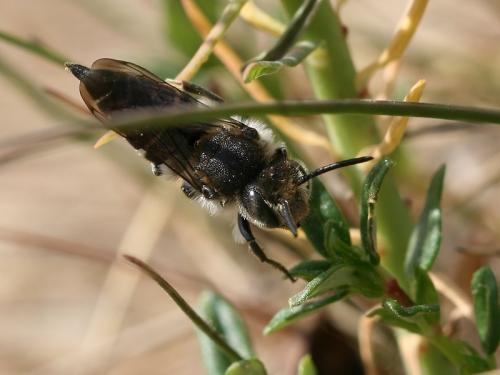 Réf. 69 855 : Coelioxys quadridentata