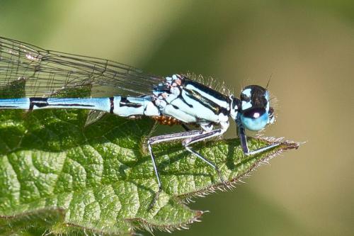 Coenagrion puella