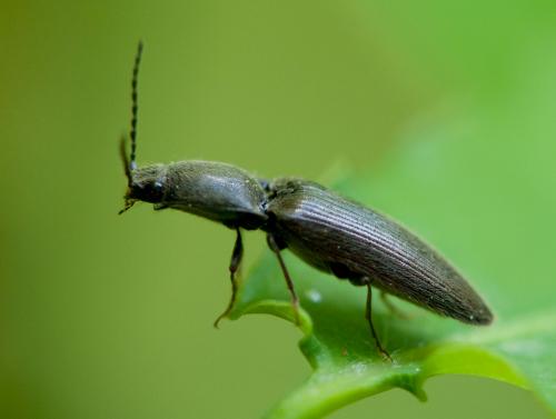 Réf. 69 165 : Athous haemorrhoidalis
