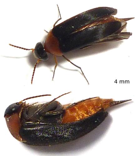 Mordellochroa abdominalis