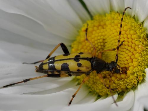 Réf. 69 771 : Rutpela maculata