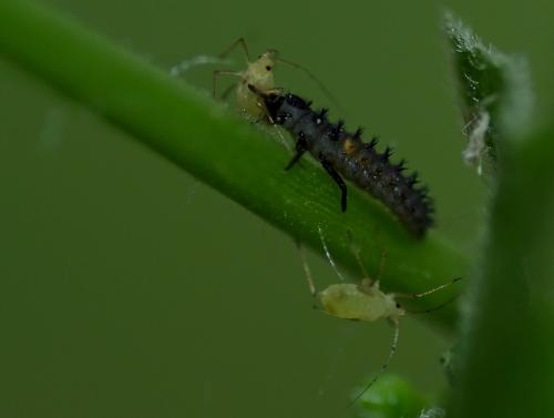 Harmonia axyridis